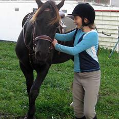 Welsh Cob (sec D) Mino - Ikke Part Længere