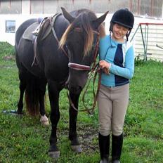 Welsh Cob (sec D) Mino - Ikke Part Længere
