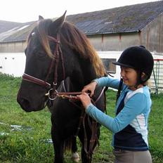 Welsh Cob (sec D) Mino - Ikke Part Længere