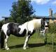 Irish Cob Crossbreed Siff  solgt..