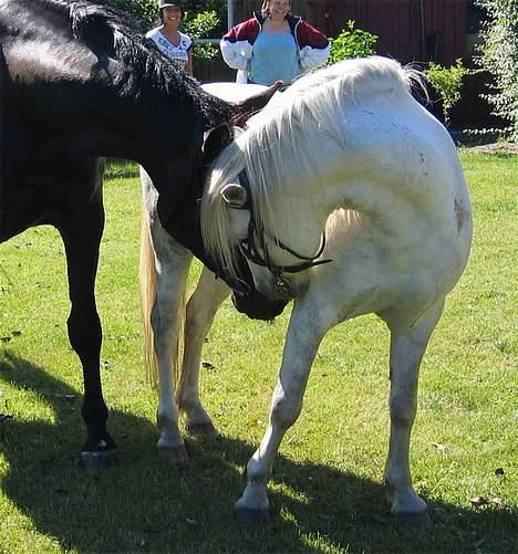 Welsh Pony af Cob-type (sec C) Leonardo billede 10