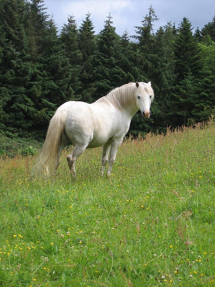 Welsh Pony af Cob-type (sec C) Leonardo billede 11