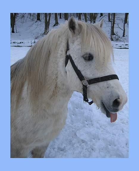 Welsh Pony af Cob-type (sec C) Leonardo billede 12