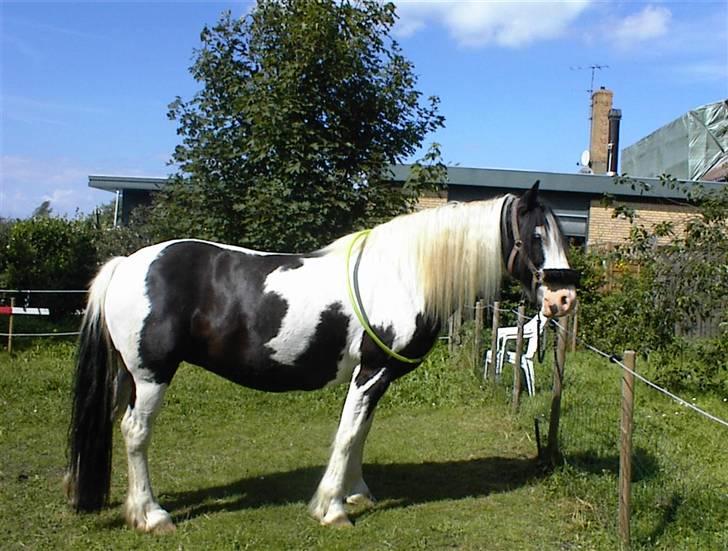 Irish Cob Crossbreed Siff  solgt.. - uhmmmm her dufter af sol og sommer.... billede 1