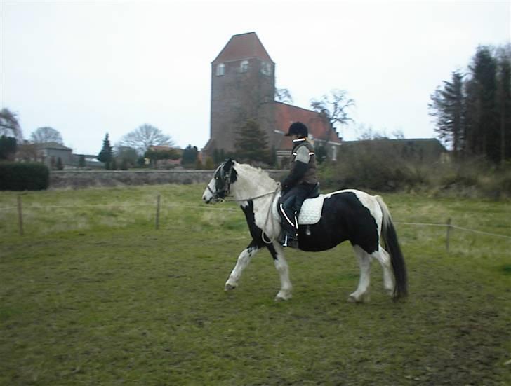 Irish Cob Crossbreed Siff  solgt.. - Man kan sørme også ride på hende... billede 2