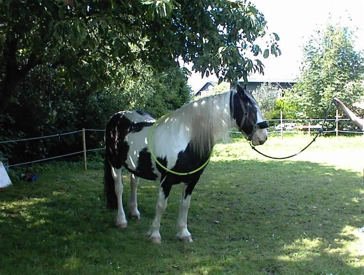 Irish Cob Crossbreed Siff  solgt.. billede 3