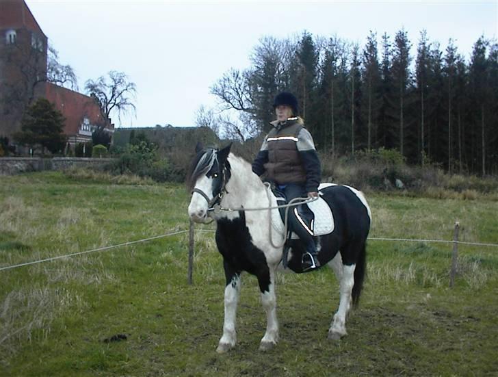 Irish Cob Crossbreed Siff  solgt.. - ihhhh hvor vi kan.... billede 4