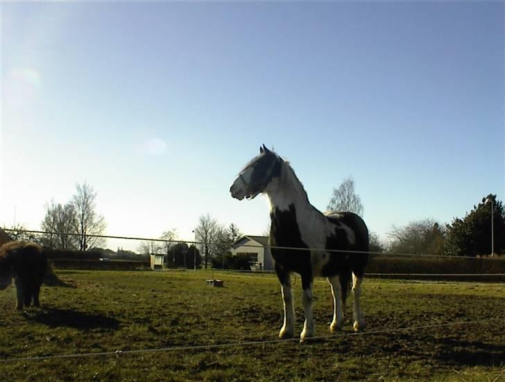 Irish Cob Crossbreed Siff  solgt.. - hvad er det der over? EEJJ giv nu slip billede 5