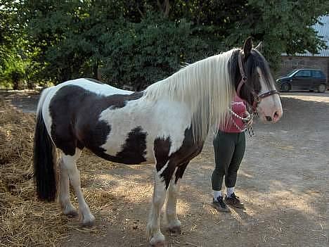 Irish Cob Crossbreed Siff  solgt.. - her er min smukke krop billede 6