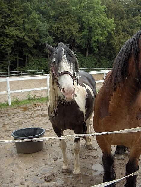 Irish Cob Crossbreed Siff  solgt.. - ej din gamle krikke puplikun kan jo ikk se mig ;-D billede 8