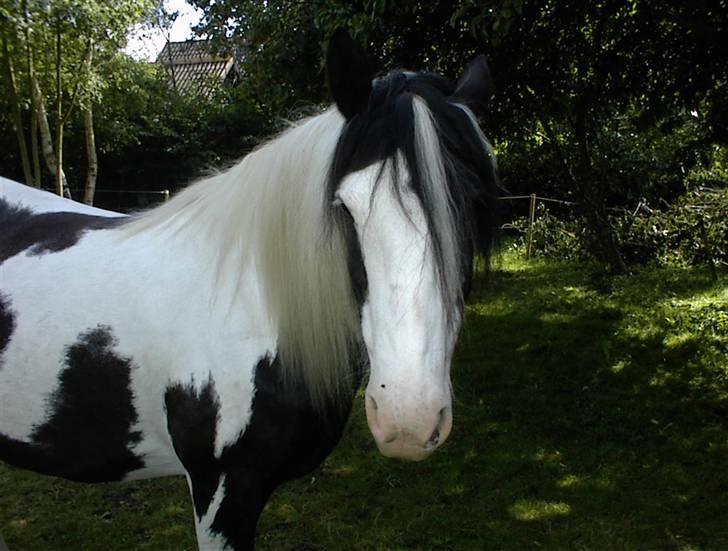 Irish Cob Crossbreed Siff  solgt.. - man er da lidt lækker...NYT billede 9