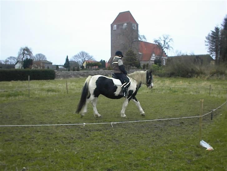 Irish Cob Crossbreed Siff  solgt.. billede 10