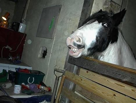 Irish Cob Crossbreed Siff  solgt.. - Surt Æble Baad* billede 11