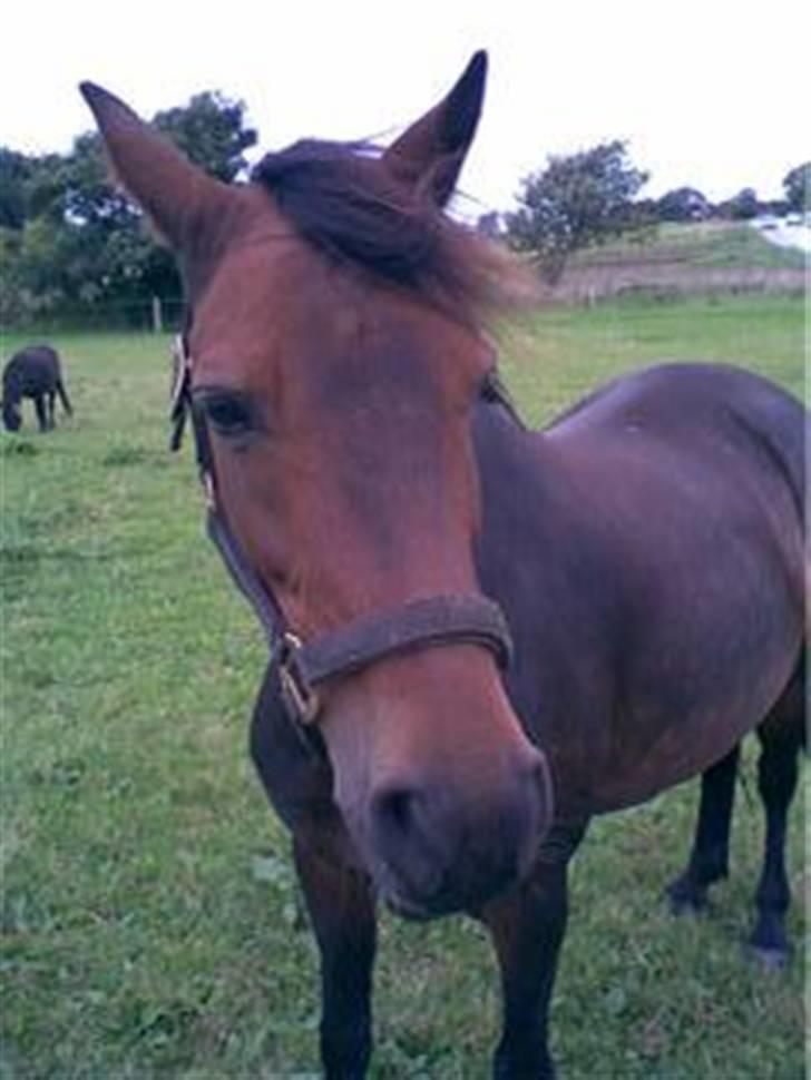 Welsh Pony (sec B) Rikke billede 1