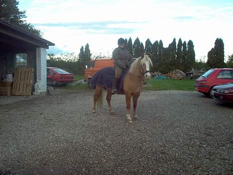 Haflinger Eliza R.I.P - du savnet ! - Så Hun Blevet trimmet .. :) Smiil..  billede 13