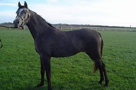 Sportsaraber (A) solgt :/   Shaki billede 1