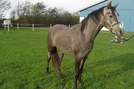 Sportsaraber (A) solgt :/   Shaki billede 2