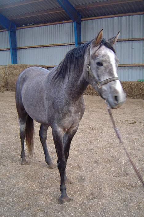 Sportsaraber (A) solgt :/   Shaki billede 3