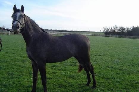 Sportsaraber (A) solgt :/   Shaki billede 4