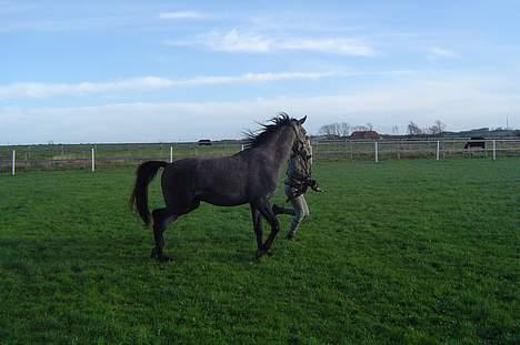 Sportsaraber (A) solgt :/   Shaki billede 5