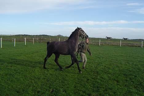 Sportsaraber (A) solgt :/   Shaki billede 6