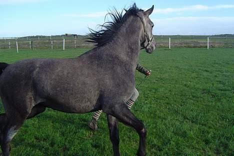 Sportsaraber (A) solgt :/   Shaki billede 7