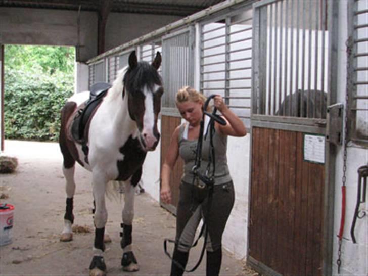 Anden særlig race irish sun - Lena Skovrup og Sun, Fredericia, august 2006 billede 12