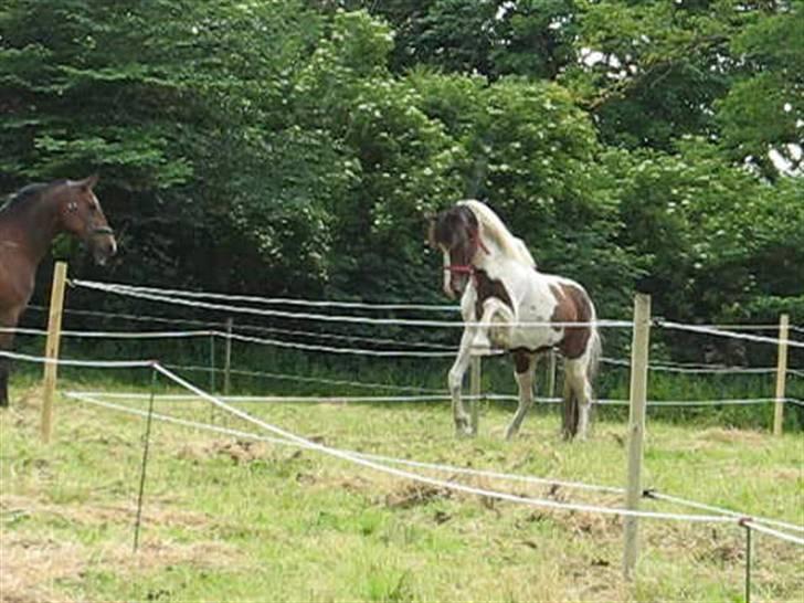 Anden særlig race irish sun - Sun og dejlige Hontas, som han bedækkede juni 2007 og som senere på året omkom i trafikulykke forårsaget af en spritbilist billede 17