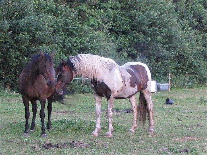 Anden særlig race irish sun - Juli 2010. Gossy og Sun, desværre helt ude af træning billede 19