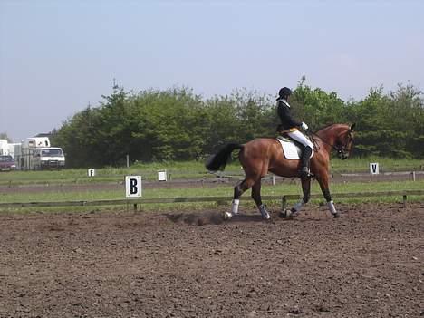 Anden særlig race Simka - Simkas første stævne. billede 2