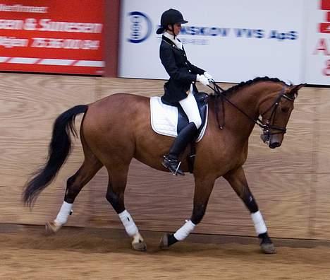 Anden særlig race Simka - Min dejlige hest Simka. billede 3