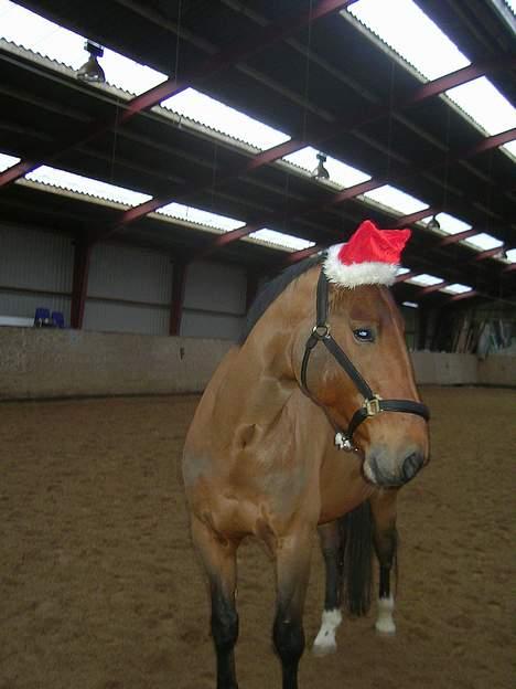 Anden særlig race Simka - Simka med nissehue.. :) billede 4