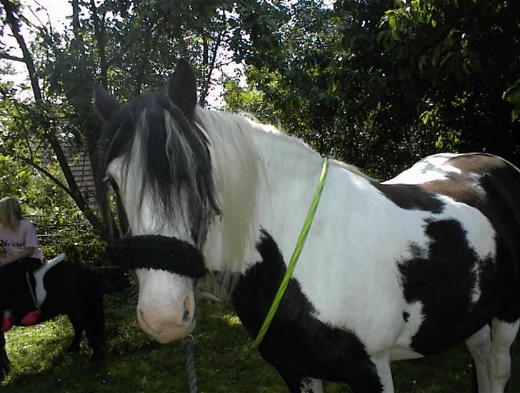 Irish Cob Crossbreed Siff  solgt.. billede 12