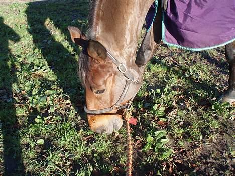 Dansk Varmblod Macon - Min dejlige stjerne spiser græs.  billede 12