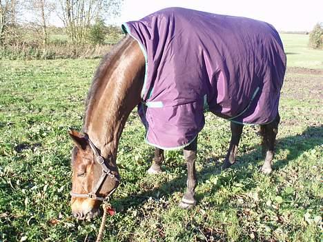 Dansk Varmblod Macon - Er ude og græsse med min stjerne billede 13