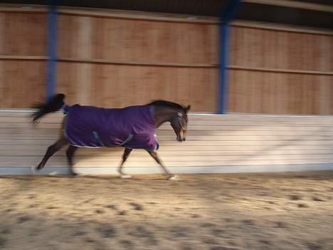 Dansk Varmblod Macon - Macon er ude at lege i ridehuset..  billede 14