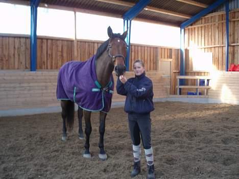 Dansk Varmblod Macon - Macon elsker når vi nusser <3 elsker dig Macon..  billede 16