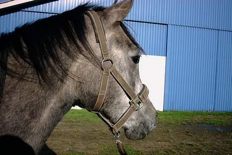 Sportsaraber (A) solgt :/   Shaki billede 8