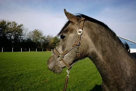 Sportsaraber (A) solgt :/   Shaki billede 9