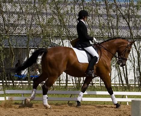Anden særlig race Simka - Simka og jeg til stævne billede 6