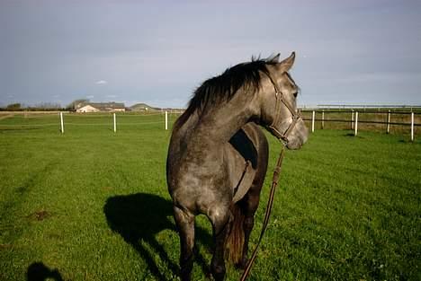 Sportsaraber (A) solgt :/   Shaki billede 10