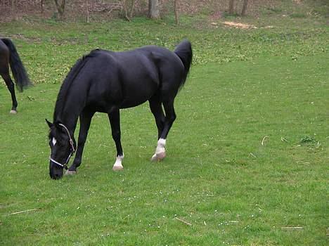 Dansk Varmblod Kartago - Kartago da han er på sommergræs <´3 billede 1