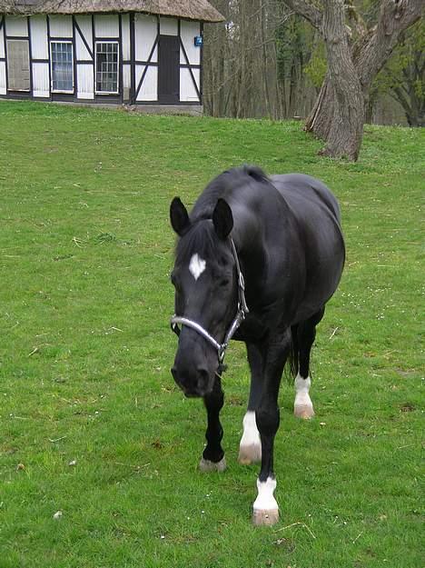 Dansk Varmblod Kartago - Kartago har fået øje på os, Elsker dig  billede 2