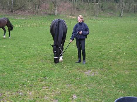 Dansk Varmblod Kartago - Skal til at tage min øjesten ind fra fold.  billede 3