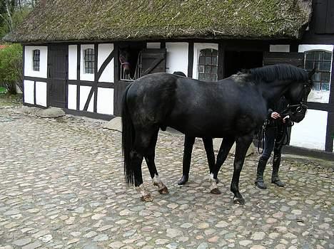 Dansk Varmblod Kartago - Er ved at strigle inden vi skal ride hjem til broholm.  billede 4