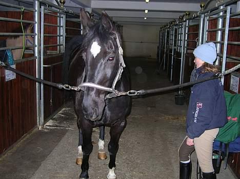 Dansk Varmblod Kartago - Ved at hygge på staldgangen billede 5