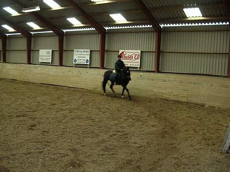 Dansk Varmblod Kartago - Er igang med at ride dressur på min lille basse mand <´3  billede 6