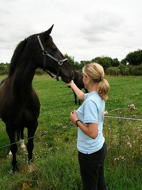 Dansk Varmblod Kartago - Nørj, hvad sker der derhenne??  billede 7