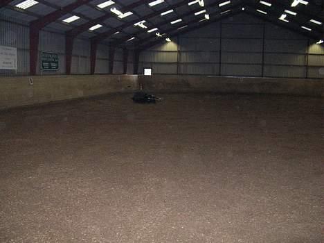 Dansk Varmblod Kartago - Det er godt med noget snvs på kroppen, han elsker at rulle sig billede 8