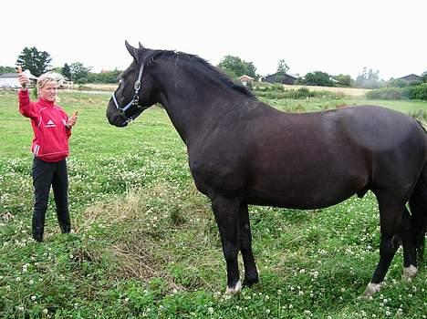 Dansk Varmblod Kartago - kom nu med den gulerod.  billede 9